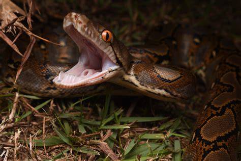 Significance of Herpetofauna and their Contributions to Ecosystem ... - raincitystudios.com