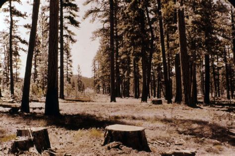 Sikap untuk Menghindari Kerusakan Hutan - balustradellc