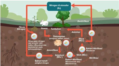 Siklus Daur Nitrogen & Bakteri Berperan di Fiksasi … - muktibox.com