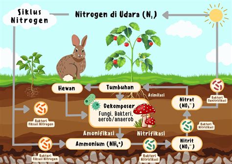 SIKLUS NITROGEN DALAM PERAIRAN - Mulawarman University - muktibox.com