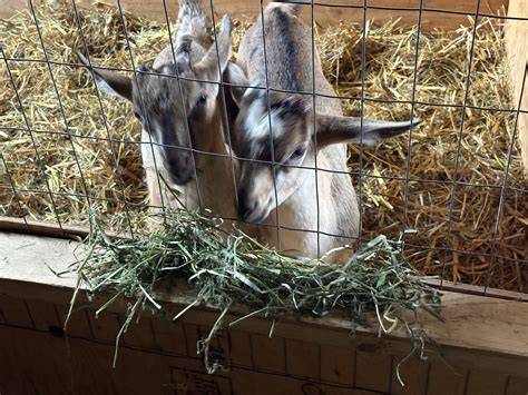 silage for goats (goats forum at permies) - raincitystudios.com