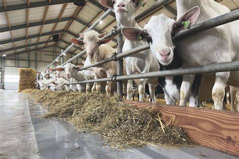 Silage for goats - Dairy Goat Info Forums - raincitystudios.com