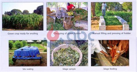 SILAGE MAKING FOR GOATS - raincitystudios.com