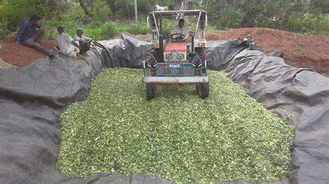 Silage Making Process | How to make Silage for Cows / Goats | Cattle ... - raincitystudios.com