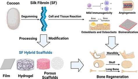 Silk fibroin aerogels: potential scaffolds for tissue engineering ... - wintechmobiles.com