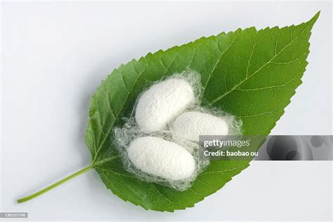 Silkworm Cocoon On Mulberry Leaf - raincitystudios.com
