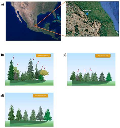 Silvicultural Practices Shape Fungal Diversity and … - raincitystudios.com