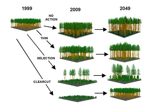 Silvicultural Systems: Types & Techniques | StudySmarter - raincitystudios.com