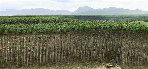 Silviculture: A profitable art and need of time - AgriHunt - raincitystudios.com