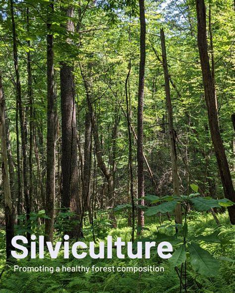 Silviculture: The Art and Science of Growing Forests - raincitystudios.com