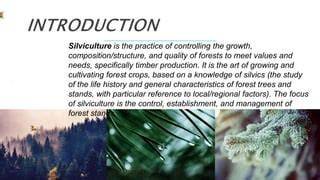 Silviculture: The Study and Practice of Managing Forest Growth - raincitystudios.com