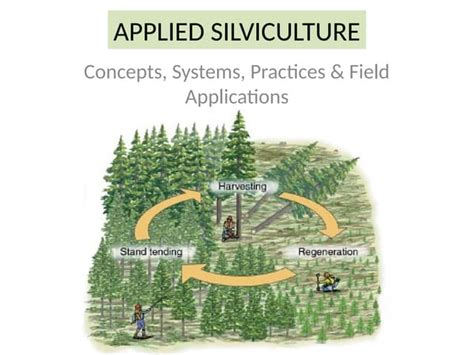 Silviculture | Integrating Cultivation Techniques, Forest … - raincitystudios.com