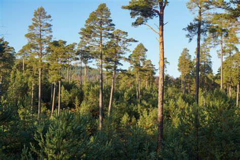 Silviculture | SILVICULTURE RESEARCH … - raincitystudios.com
