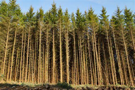 Silviculture | Springer Nature Link - raincitystudios.com