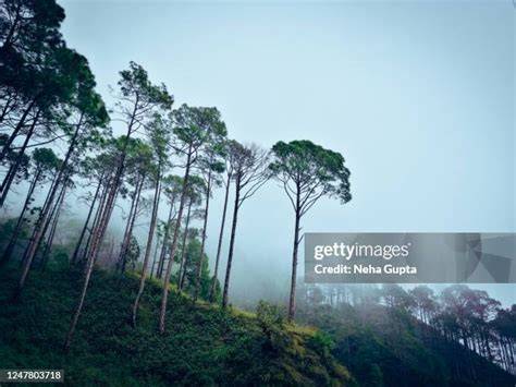 Silviculture and Himalayan Forests | Springer Nature Link - raincitystudios.com