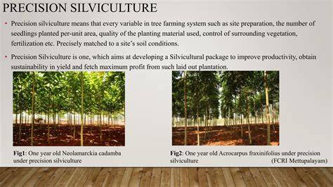Silviculture and Sustainability | Springer Nature Link - raincitystudios.com