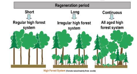 Silviculture Facts - US Forest Service - raincitystudios.com