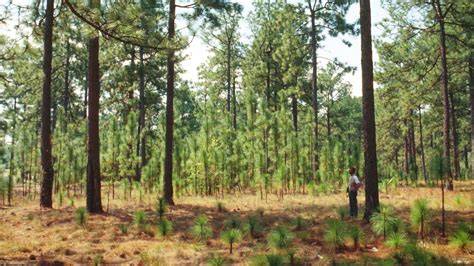 Silviculture in Natural Forests - raincitystudios.com