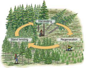 Silviculture Methods: Definition & Techniques | StudySmarter - raincitystudios.com