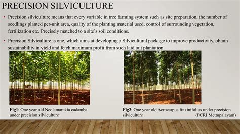 Silviculture Practices for Soil Conservation | Live to Plant - raincitystudios.com