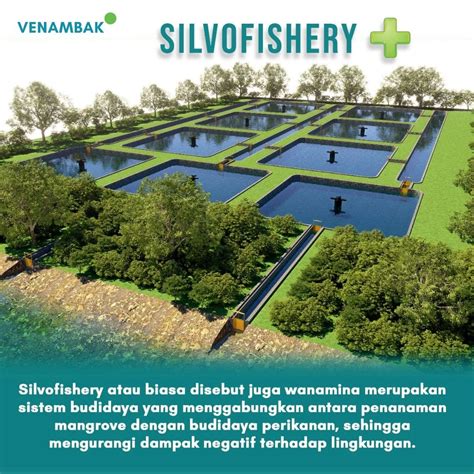 Silvofishery; Budidaya Kepiting Bakau pada Kawasan Mangrove - muktibox.com