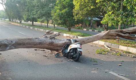 SIM Pohon - UPTD Pertamanan Wilayah 6 Kota … - raincitystudios.com