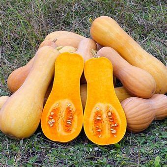 Simak, Cara Menanam Labu Madu yang Benar - balustradellc