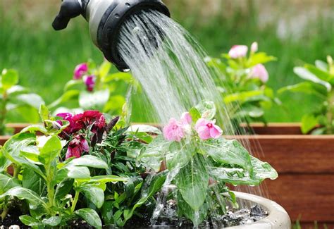 Simak, Cara Menyiram Tanaman dengan Benar - balustradellc