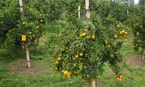 Simak, Ini Cara Budidaya Jeruk Besar - balustradellc