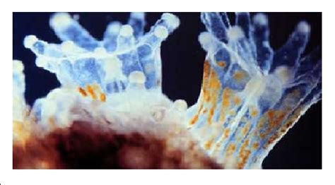 Simbiosis Mutualisme Polip Karang dan Zooxanthellae (Pembentukan ... - wintechmobiles.com