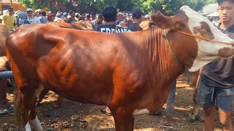 simental super jumbo | Uciha Madura - balustradellc