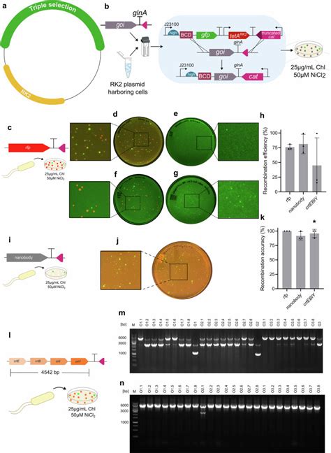 Simple and robust in vivo engineering of plasmid DNA at any ... - Nature - muktibox.com