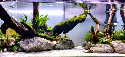 simple aquascape easy and cheap - balustradellc
