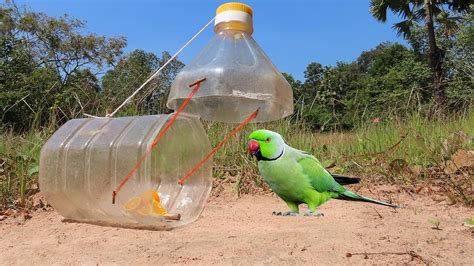 Simple DIY Bird Trap Using a Plastic Bottle … - balustradellc