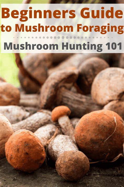 Simple Guide to Mushroom Foraging for Beginners - raincitystudios.com
