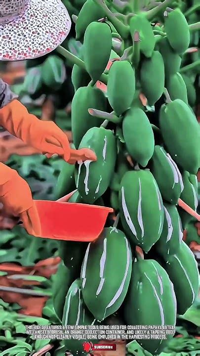 Simple Papaya Latex Collection Tools! Efficient Harvesting ... - balustradellc