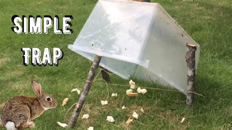Simple trap ideas for small game animals - Life After Prep - balustradellc