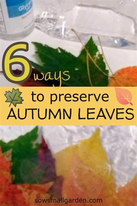 Simple Ways to Preserve Autumn Leaves for Decoration - muktibox.com