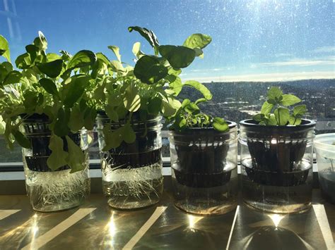 Simplest DIY Bucket Hydroponic System: Kratky … - balustradellc