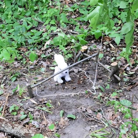 Simplest DIY Spring Snare Trap - Bushcraft Small Game Trap - balustradellc