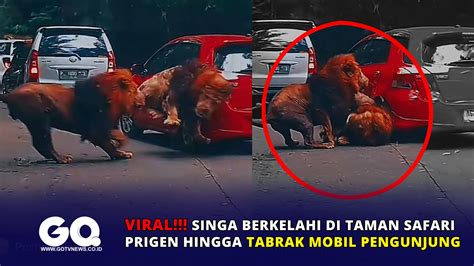 Singa - Wikipedia bahasa Indonesia, ensiklopedia bebas - muktibox.com