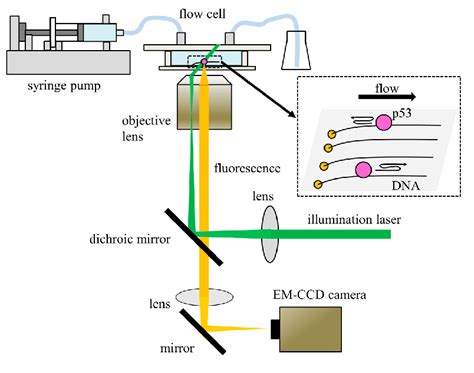 Single Molecule Fluorescence Microscopy Of Molecular Interactions At ... - wintechmobiles.com