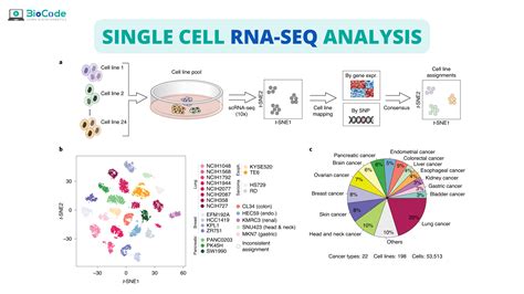 Single-cell RNA sequencing analysis of the … - raincitystudios.com