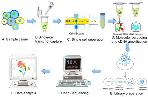Single-cell RNA sequencing technologies and bioinformatics pipelines - wintechmobiles.com