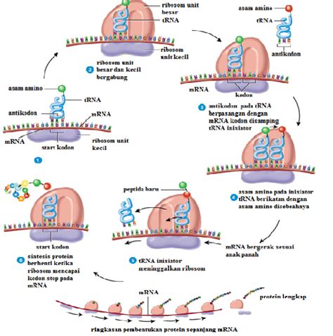 Sintesis protein - Wikipedia bahasa Indonesia, ensiklopedia bebas - muktibox.com