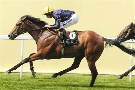 SIRE REVIEWS: Hillstar : Standing at Garryrichard Stud