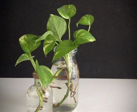 Sirih Gading | Puskesmas Mlati II - muktibox.com