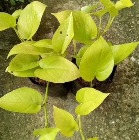 Sirih gading emas - Wikipedia bahasa Indonesia, ensiklopedia bebas - muktibox.com