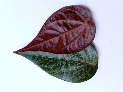 SIRIH MERAH - balustradellc