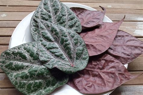 Sirih Merah Sebagai Obat Herbal dan Budidayanya - Kompasiana - balustradellc